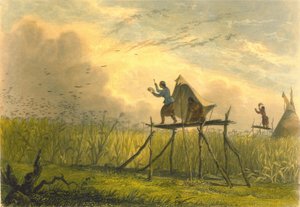 トウモロコシ畑を守る、1853